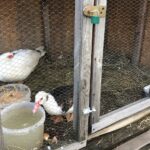 26.12.2020. Sandomierz. Żywa szopka / Grażyna-Szlęzak-Wójcik / Radio Kielce