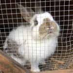 26.12.2020. Sandomierz. Żywa szopka / Grażyna-Szlęzak-Wójcik / Radio Kielce