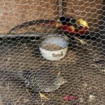 26.12.2020. Sandomierz. Żywa szopka / Grażyna-Szlęzak-Wójcik / Radio Kielce