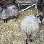 Fot. Grażyna-Szlęzak - Radio Kielce