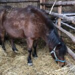 26.12.2020. Sandomierz. Żywa szopka / Grażyna-Szlęzak-Wójcik / Radio Kielce