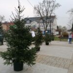 03.12.2020. Skalbmierz. Ubieranie choinek na skalbmierskim Rynku / Marta Gajda / Radio Kielce