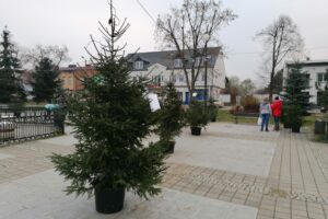 03.12.2020. Skalbmierz. Ubieranie choinek na skalbmierskim Rynku / Marta Gajda / Radio Kielce