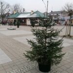 03.12.2020. Skalbmierz. Ubieranie choinek na skalbmierskim Rynku / Marta Gajda / Radio Kielce