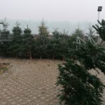 19.12.2020 Pińczów. Sprzedaż żywych choinek / Marta Gajda / Radio Kielce