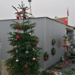 19.12.2020 Pińczów. Sprzedaż żywych choinek / Marta Gajda / Radio Kielce