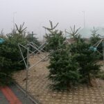 19.12.2020 Pińczów. Sprzedaż żywych choinek / Marta Gajda / Radio Kielce