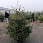 19.12.2020 Pińczów. Sprzedaż żywych choinek / Marta Gajda / Radio Kielce