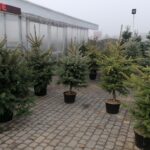 19.12.2020 Pińczów. Sprzedaż żywych choinek / Marta Gajda / Radio Kielce