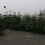 19.12.2020 Pińczów. Sprzedaż żywych choinek / Marta Gajda / Radio Kielce