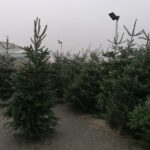 19.12.2020 Pińczów. Sprzedaż żywych choinek / Marta Gajda / Radio Kielce