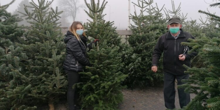 19.12.2020 Pińczów. Sprzedaż żywych choinek / Marta Gajda / Radio Kielce