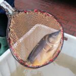 20.12.2020. Skalbmierz. Sprzedaż karpi / Marta Gajda / Radio Kielce