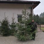 22.12.2020 Michałów. Choinki w leśnictwie. Bartosz Maj - leśniczy / Marta Gajda / Radio Kielce