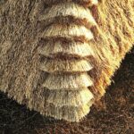 08.12.2020 Tokarnia. Park etnograficzny. Nowa strzecha na chałupie przy zagrodzie z Okołu / Jarosław Kubalski / Radio Kielce