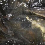 20.12.2020 Kielce. Sklep rybny przy ulicy Dużej. Ryby. Karpie / Jarosław Kubalski / Radio Kielce