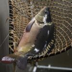 20.12.2020 Kielce. Sklep rybny przy ulicy Dużej. Ryby. Karp / Jarosław Kubalski / Radio Kielce