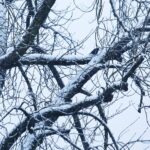 26.12.2020 Kielce. Park.  Zima. Spadł śnieg / Jarosław Kubalski / Radio Kielce