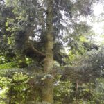 Jodła / Fot. M. Zięcik