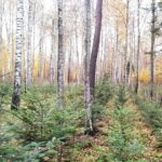 Nadleśnictwo Marcule. Stanowiska testujące drzewa mateczna jodły / Nadleśnictwo Marcule