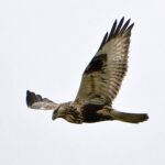 Myszołów włochaty / Greg7 / Flickr