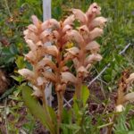 Orobanche caryophyllacea - zaraza przytuliowa kwitnąca w Ogrodzie Botanicznym w Kielcach / Renata Piwowarczyk