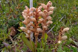 Orobanche caryophyllacea - zaraza przytuliowa kwitnąca w Ogrodzie Botanicznym w Kielcach / Renata Piwowarczyk