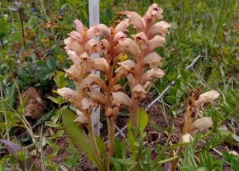 Orobanche caryophyllacea - zaraza przytuliowa kwitnąca w Ogrodzie Botanicznym w Kielcach / Renata Piwowarczyk