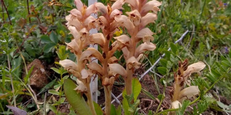 Orobanche caryophyllacea - zaraza przytuliowa kwitnąca w Ogrodzie Botanicznym w Kielcach / Renata Piwowarczyk