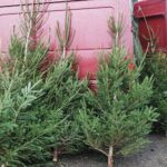 20.12.2020. Ostrowiec Św. Sprzedaż choinek na targowisku miejskim / Emilia Sitarska / Radio Kielce