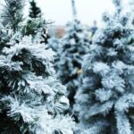 20.12.2020. Ostrowiec Św. Sprzedaż choinek na targowisku miejskim / Emilia Sitarska / Radio Kielce