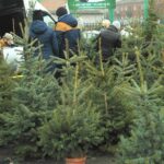 20.12.2020. Ostrowiec Św. Sprzedaż choinek na targowisku miejskim / Emilia Sitarska / Radio Kielce