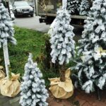 20.12.2020. Ostrowiec Św. Sprzedaż choinek na targowisku miejskim / Emilia Sitarska / Radio Kielce