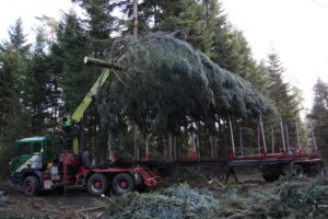 08.12.2020 Potoczek, gmina Bałtów. Prace przy jodle która trafiła na Jasną Górę / Nadleśnictwo Ostrowiec Św.