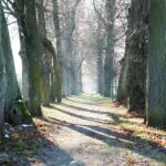 01.12.2020 Podzamcze. Otwarcie po rekonstrukcji 300-letniej alei lipowej. Na zdjęciu (od lewej): Marcin Zawierucha - dyrektor Regionalnego Centrum Naukowo-Technologicznego w Podzamczu, wicemarszałek Marek Bogusławski, poseł Krzysztof Lipiec i marszałek Andrzej Bętkowski / Wiktor Taszłow / Radio Kielce