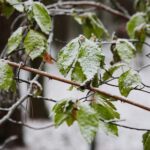 10.12.2020 Kielce. Zima / Wiktor Taszłow / Radio Kielce