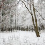 10.12.2020 Kielce. Zima / Wiktor Taszłow / Radio Kielce