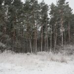 10.12.2020 Kielce. Zima / Wiktor Taszłow / Radio Kielce