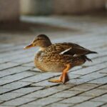 16.12.2020. Kielce. Kaczki krzyżówki spacerują po ulicy Sienkiewicza / Wiktor Taszłow / Radio Kielce