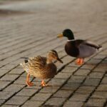 16.12.2020. Kielce. Kaczki krzyżówki spacerują po ulicy Sienkiewicza / Wiktor Taszłow / Radio Kielce