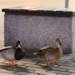 16.12.2020. Kielce. Kaczki krzyżówki spacerują po ulicy Sienkiewicza / Wiktor Taszłow / Radio Kielce