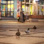 16.12.2020. Kielce. Kaczki krzyżówki spacerują po ulicy Sienkiewicza / Wiktor Taszłow / Radio Kielce