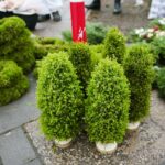 18.12.2020. Kielce. Choinki i karpie na kieleckich targowiskach / Wiktor Taszłow / Radio Kielce