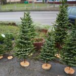 18.12.2020. Kielce. Choinki i karpie na kieleckich targowiskach / Wiktor Taszłow / Radio Kielce