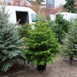 18.12.2020. Kielce. Choinki i karpie na kieleckich targowiskach / Wiktor Taszłow / Radio Kielce