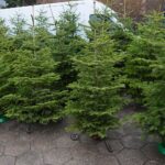 18.12.2020. Kielce. Choinki i karpie na kieleckich targowiskach / Wiktor Taszłow / Radio Kielce