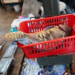 18.12.2020. Kielce. Sprzedaż karpi na targowisku miejskim / Wiktor Taszłow / Radio Kielce