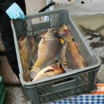 18.12.2020. Kielce. Sprzedaż karpi na targowisku miejskim / Wiktor Taszłow / Radio Kielce