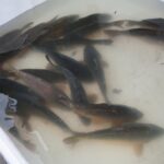 18.12.2020. Kielce. Sprzedaż karpi na targowisku miejskim / Wiktor Taszłow / Radio Kielce