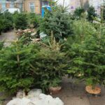 18.12.2020. Kielce. Choinki i karpie na kieleckich targowiskach / Wiktor Taszłow / Radio Kielce